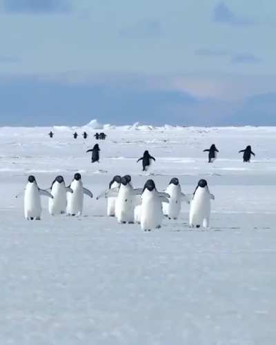 ? March of the Penguins