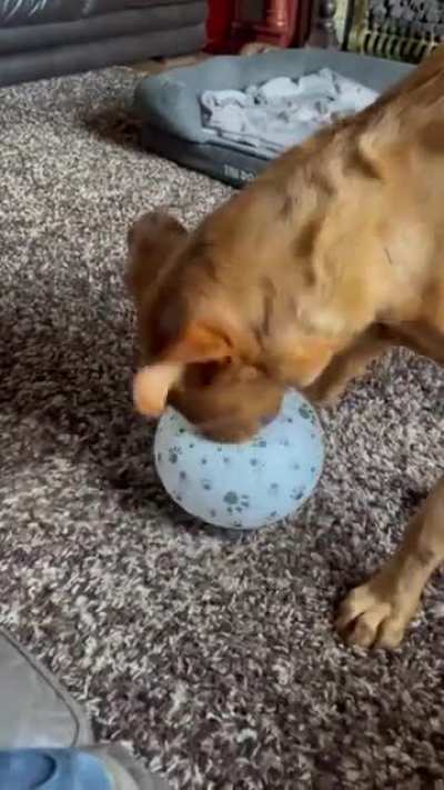 A dog and his balloon