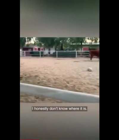 "Faith" the blind cow stresses out when she misplaces her comfort ball