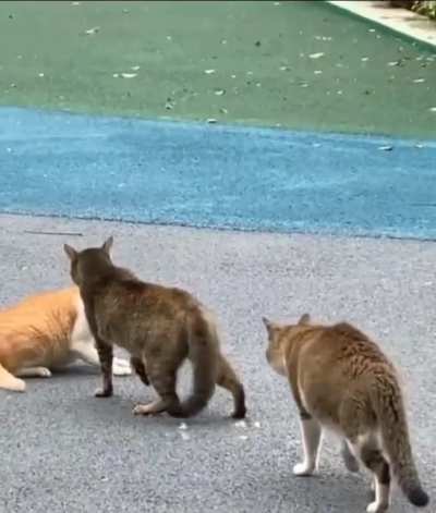 When the bully gets bullied..