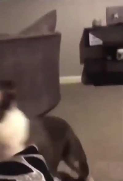 "Does your Dog bite?" - "No but he learned how to use projectile weapons"