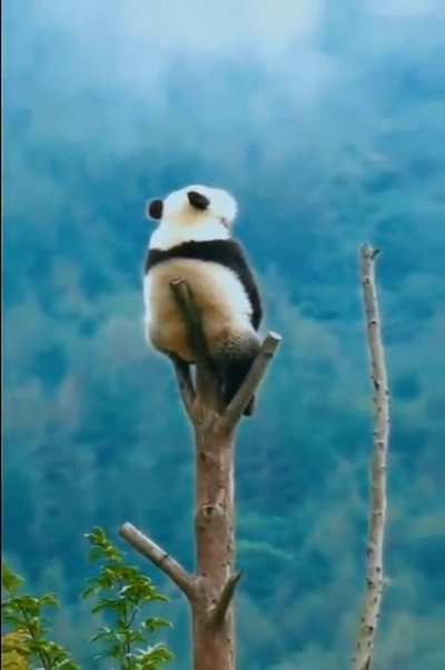 ? These 9s of Panda sitting on top of a trimmed tree, contemplating on life, is all of us