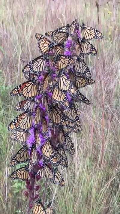 Butterflies blooming in the wild