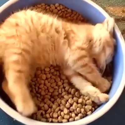 This cat has it all figured out