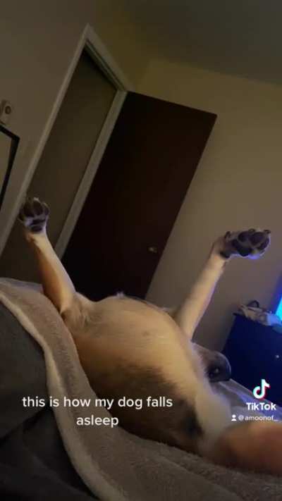 This is how my dog falls asleep