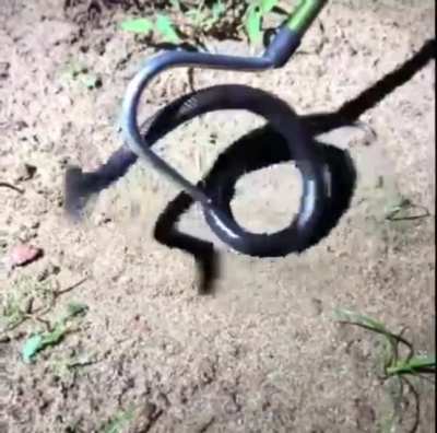 ? Strike speed of a viper mole