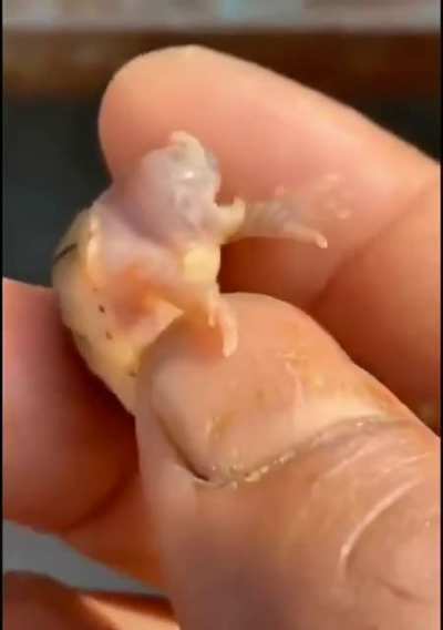 One eyed turtle