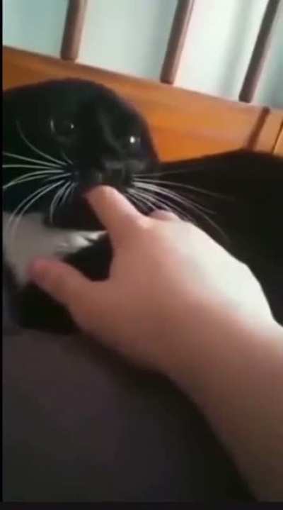 Angry kitty ?