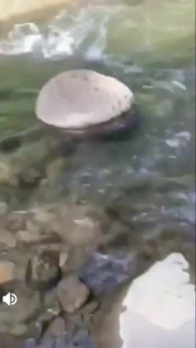 Fast ducky
