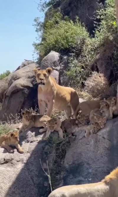 ?the Punda Pride, residing in Serengeti National Park, Tanzania