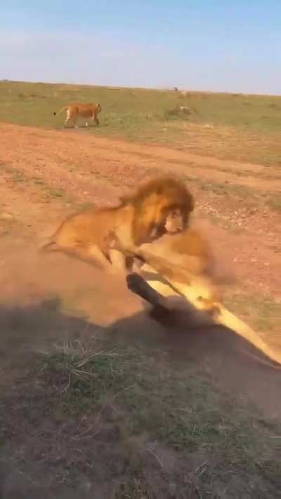 ? Two male lions fight for mating rights. Female nopes out of there to await the outcome from a distance