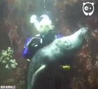 Dogs of the seas