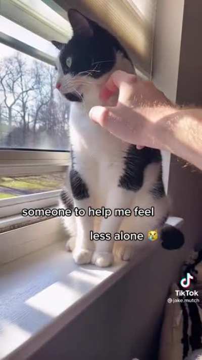 Kitty is so Alone ?