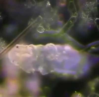 ? Microscopic tardigrade walking through algae