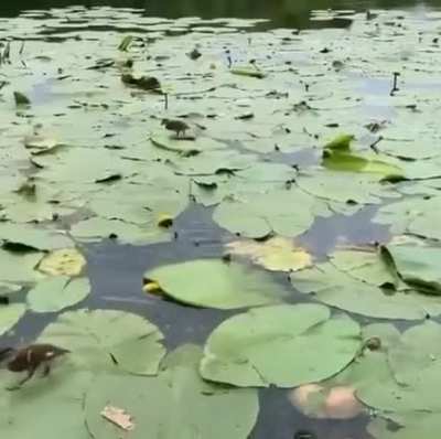 Quack quack