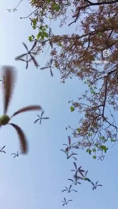 ? Helicopter seeds falling from a Shorea Siamensis tree