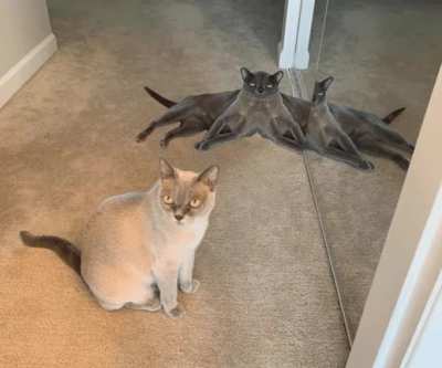 OctoPuss