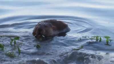 ? Who wants to see how a beaver reacts when another beaver bites her on the bum? ??