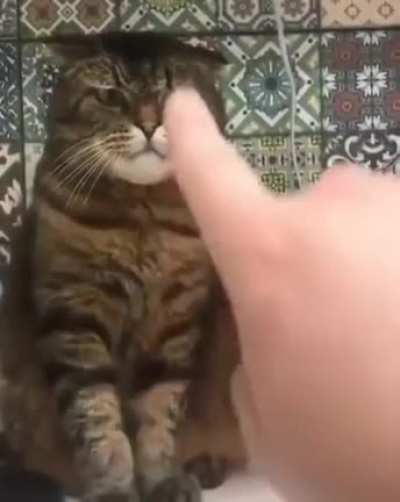 Not a fan of boops.