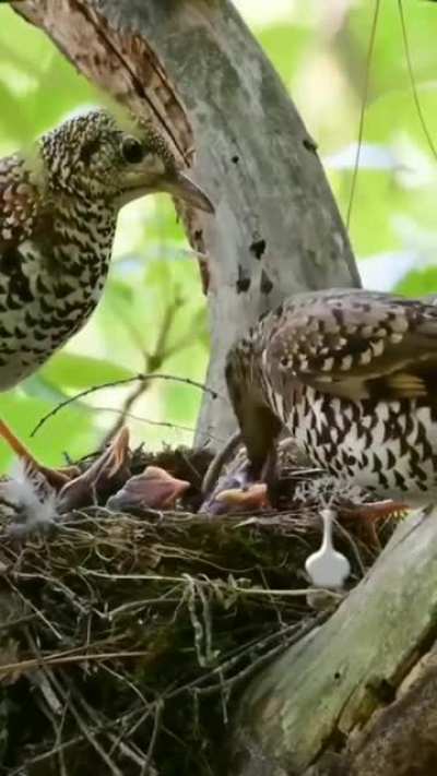 ? White's Thrush bringing in LOTS of food ?