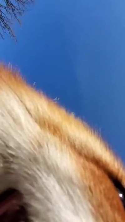 Fox steals phone and shows of cinematography skills (video from save a fox YouTube channel)