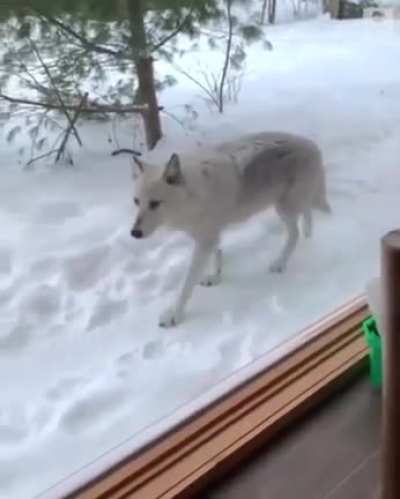 ? Wolf pack wandering near cabin in Quebec ?