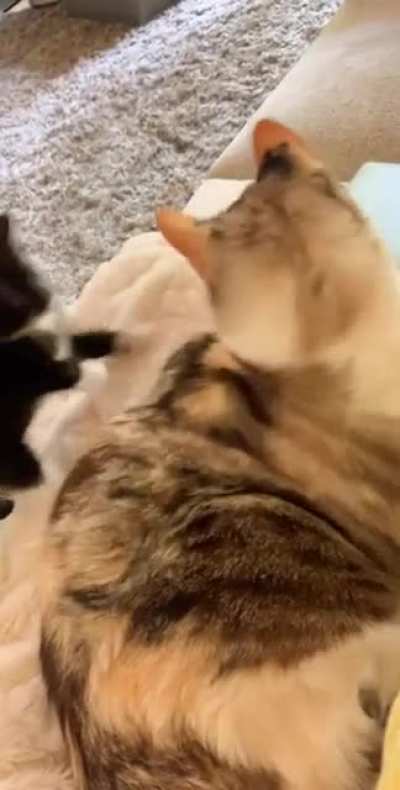 *Smacks* "Hey don't you dare to attack me back!" ?