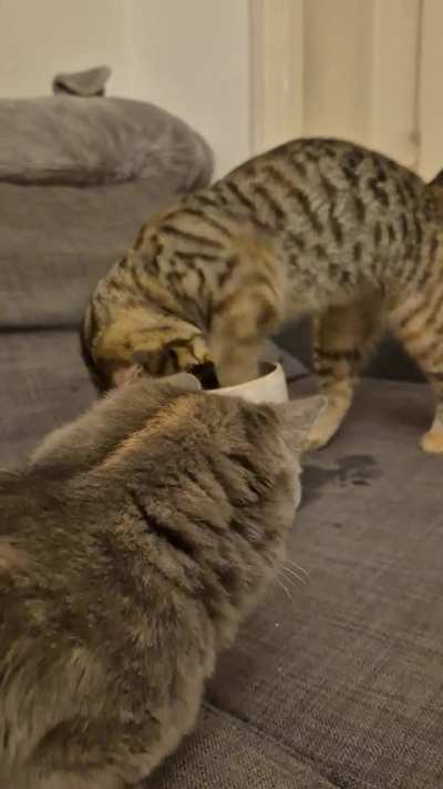 "Human! My sister is being a derp again!!"
