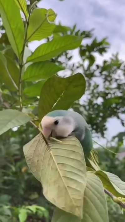 ? This bird collecting branches to build a nest.