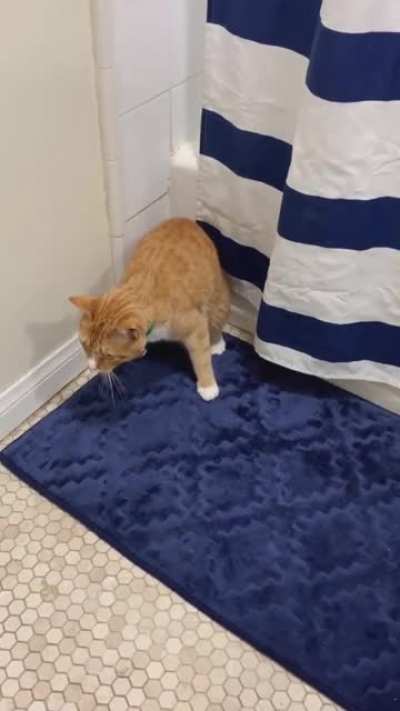 Cat Olympics I hear?