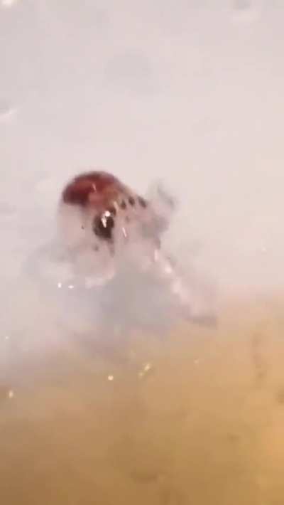 ?Baby Octopus