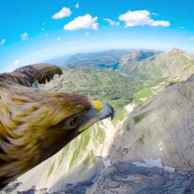 ? this Golden Eagle flying through the Alps is sponsored by RedBull