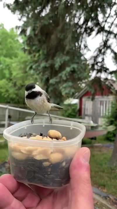 To feed a bird.
