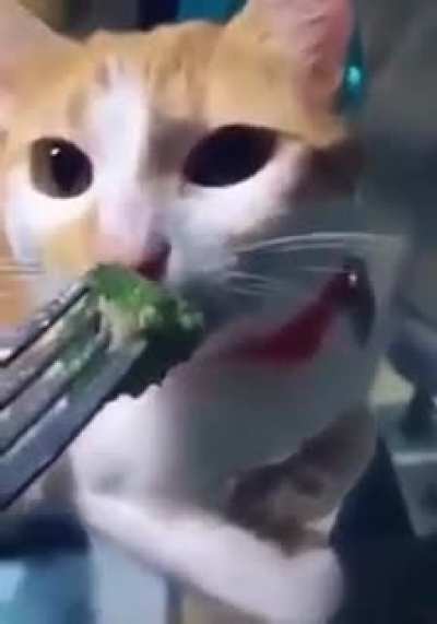 Cat smells broccoli ?