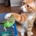 Cat petting a bird
