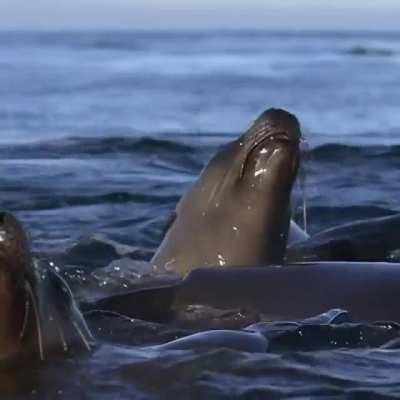 ? Anyone else wants to pet these sea lions / sea doggos?