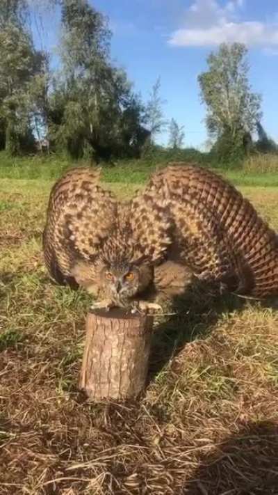 ? Majestic owl