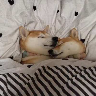 Cuddle buddies