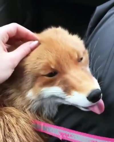 Just look at those eyes ?