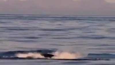 Devils rays belly flopping and flipping creating big splashes