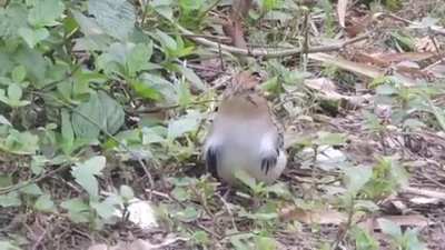 ? Saci. A small, common Brazilian bird with sick moves