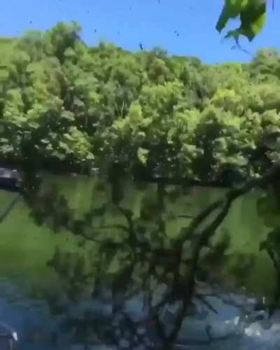 WCGW Swinging from a branch that can't support my weight?