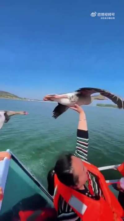 People can hold a flying bird