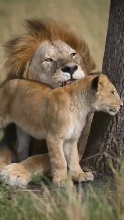 ? Old lion dad reluctantly tolerates son