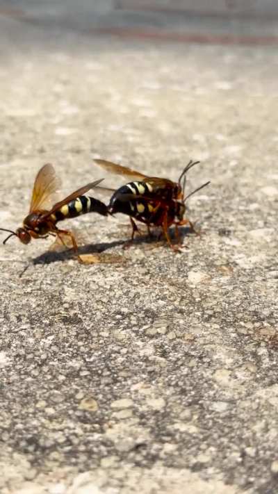 ? Cicada Killers mating but three’s a crowd.