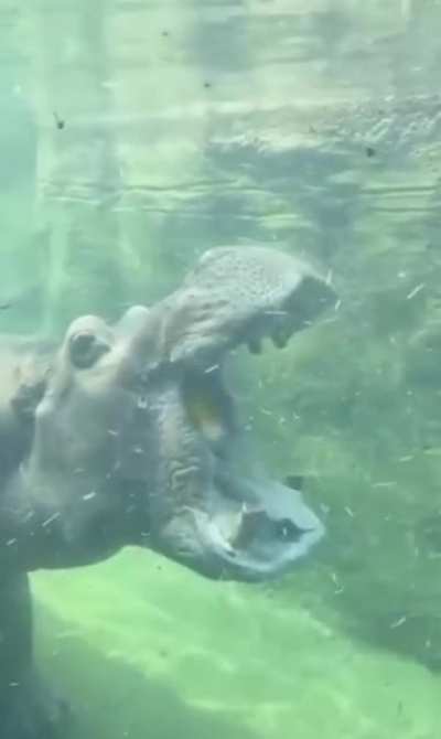 I didn’t know hippos could do this!