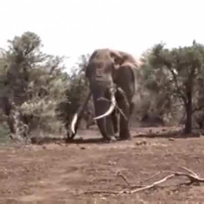 ? The largest Elephant in the World with a weight of 10,050 kg, Tanzania.