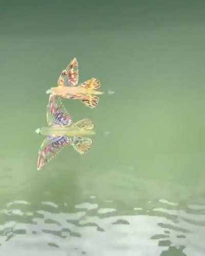 ? Baby Butterfly Fish
