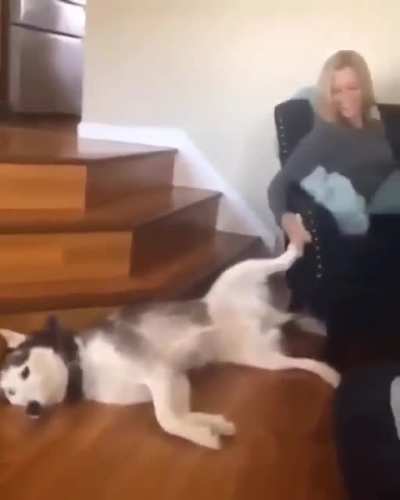 Husky wants it's paw to be patted while deep in thought.