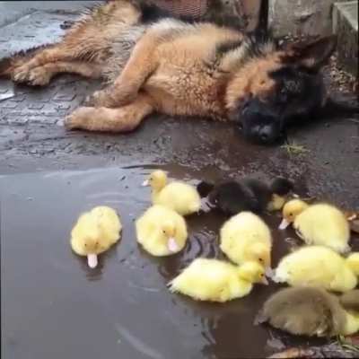 A shepherd and their flocks